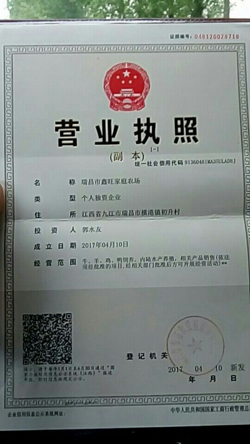 杂交羊种羊50~80斤
