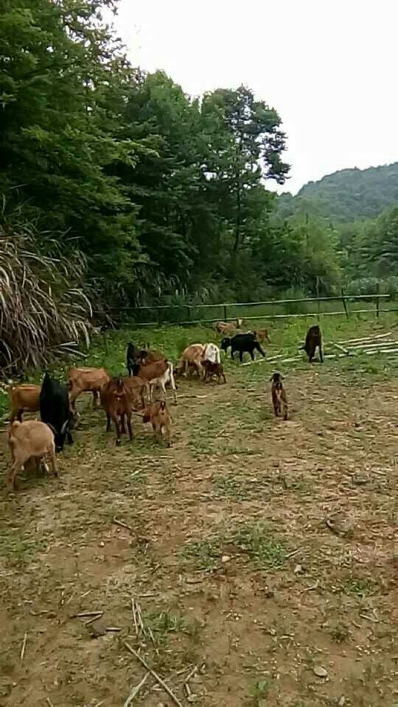 杂交羊种羊50~80斤