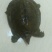 鳖1~1.5斤
