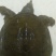 鳖1~1.5斤