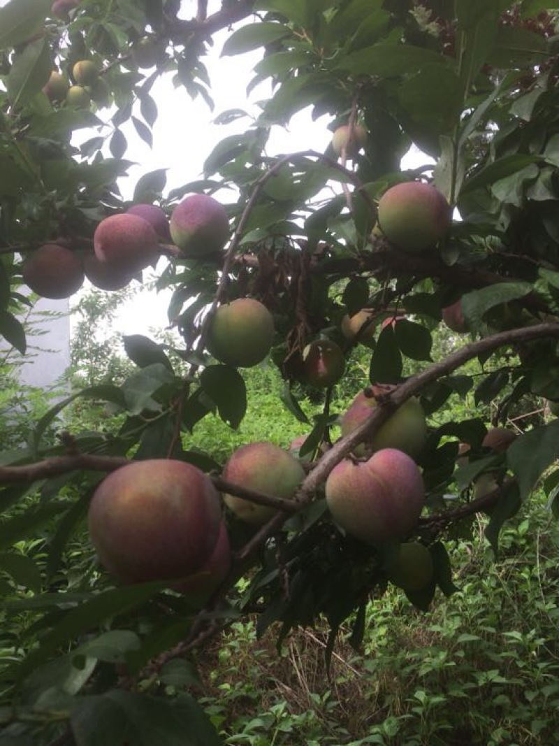 日本李子王，物美价廉，品质优