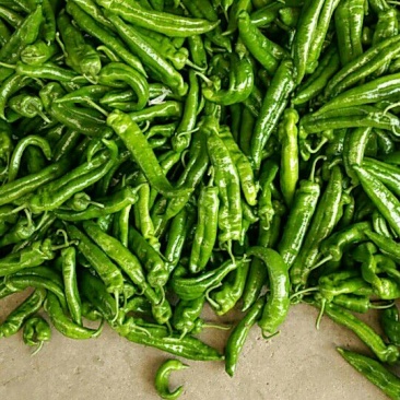 河北唐山牛角椒15~20厘米中辣青