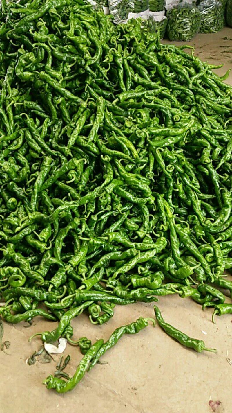 河北唐山牛角椒15~20厘米中辣青