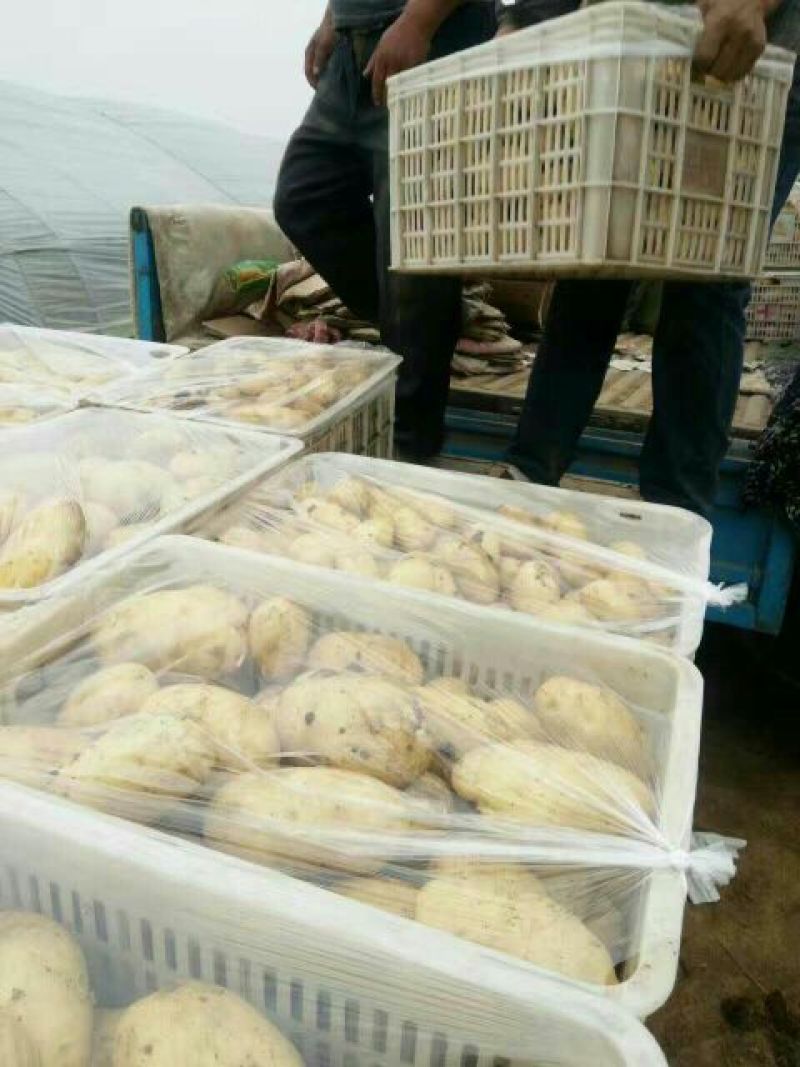 山东25年新土豆大量上市，冷库预定，加工各种规格包装