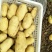 山东25年新土豆大量上市，冷库预定，加工各种规格包装