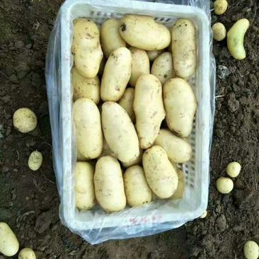 山东24年新土豆大量上市，冷库预定，加工各种规格包装