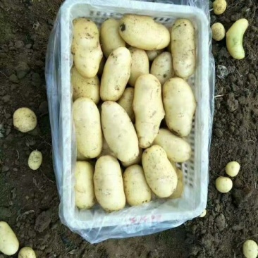 山东25年新土豆大量上市，冷库预定，加工各种规格包装