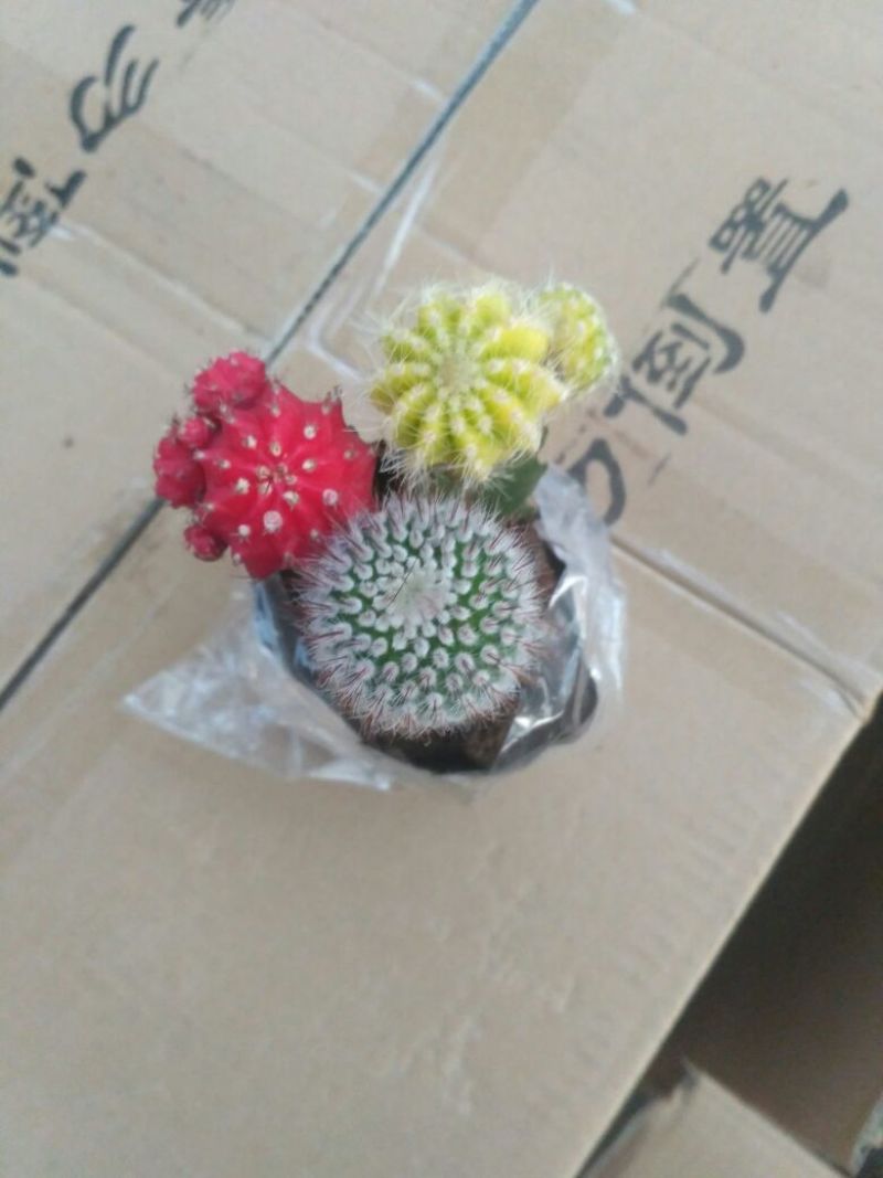 仙人球球形