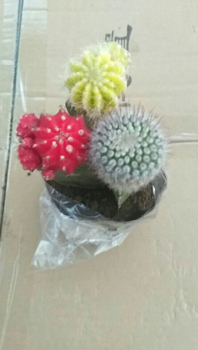 仙人球球形