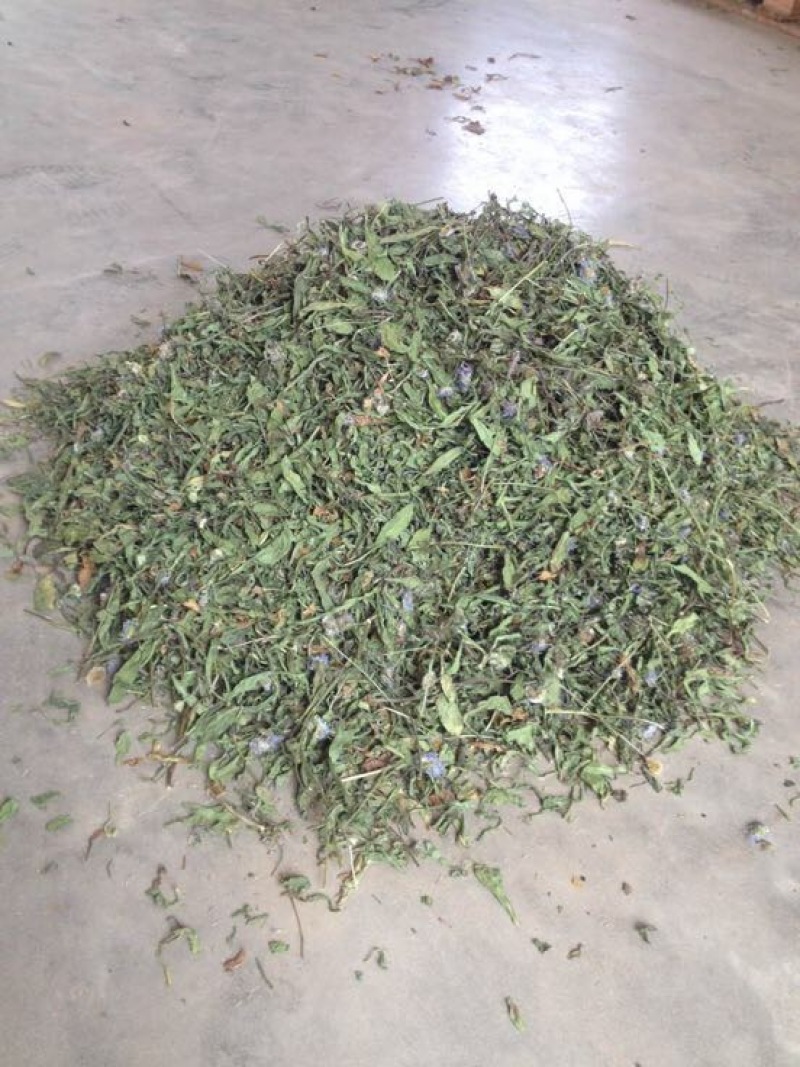 灯盏花