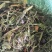灯盏花