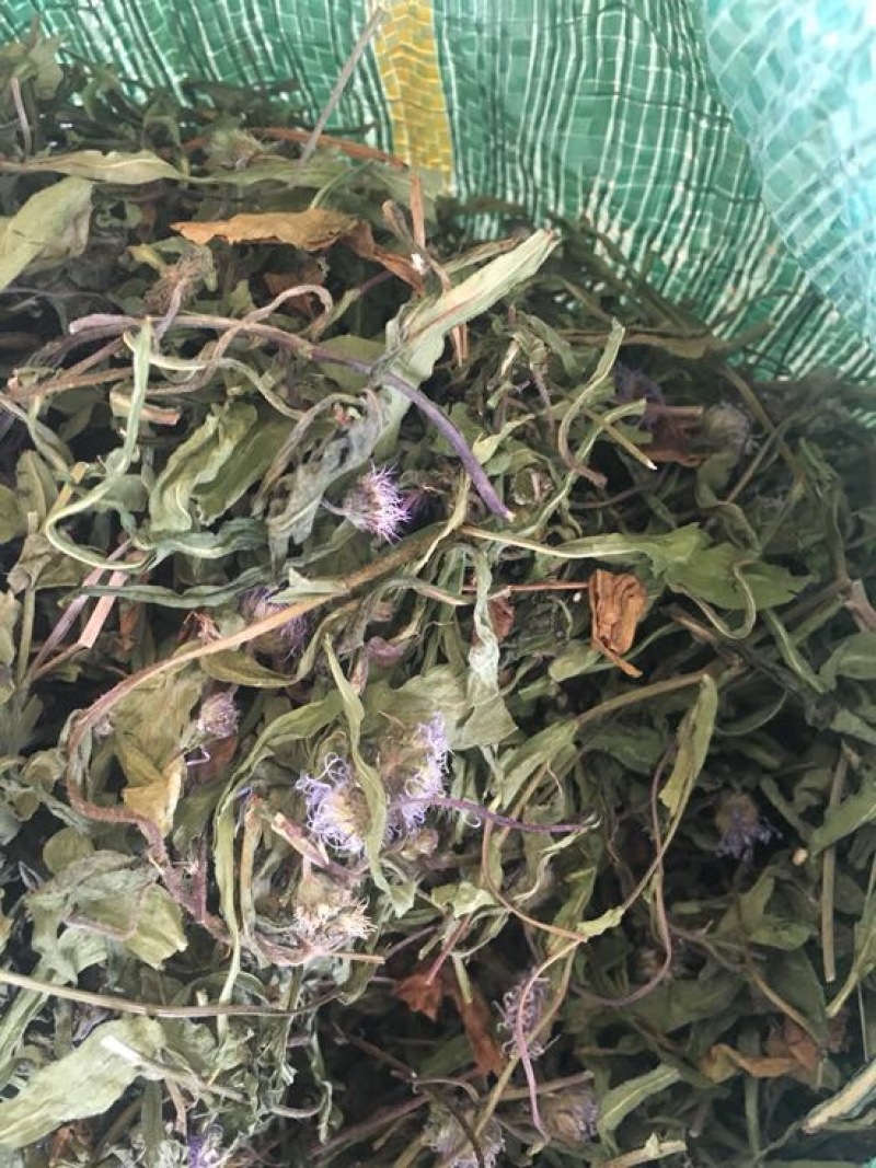 灯盏花