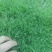 四季青草种支持货到付款免费发票