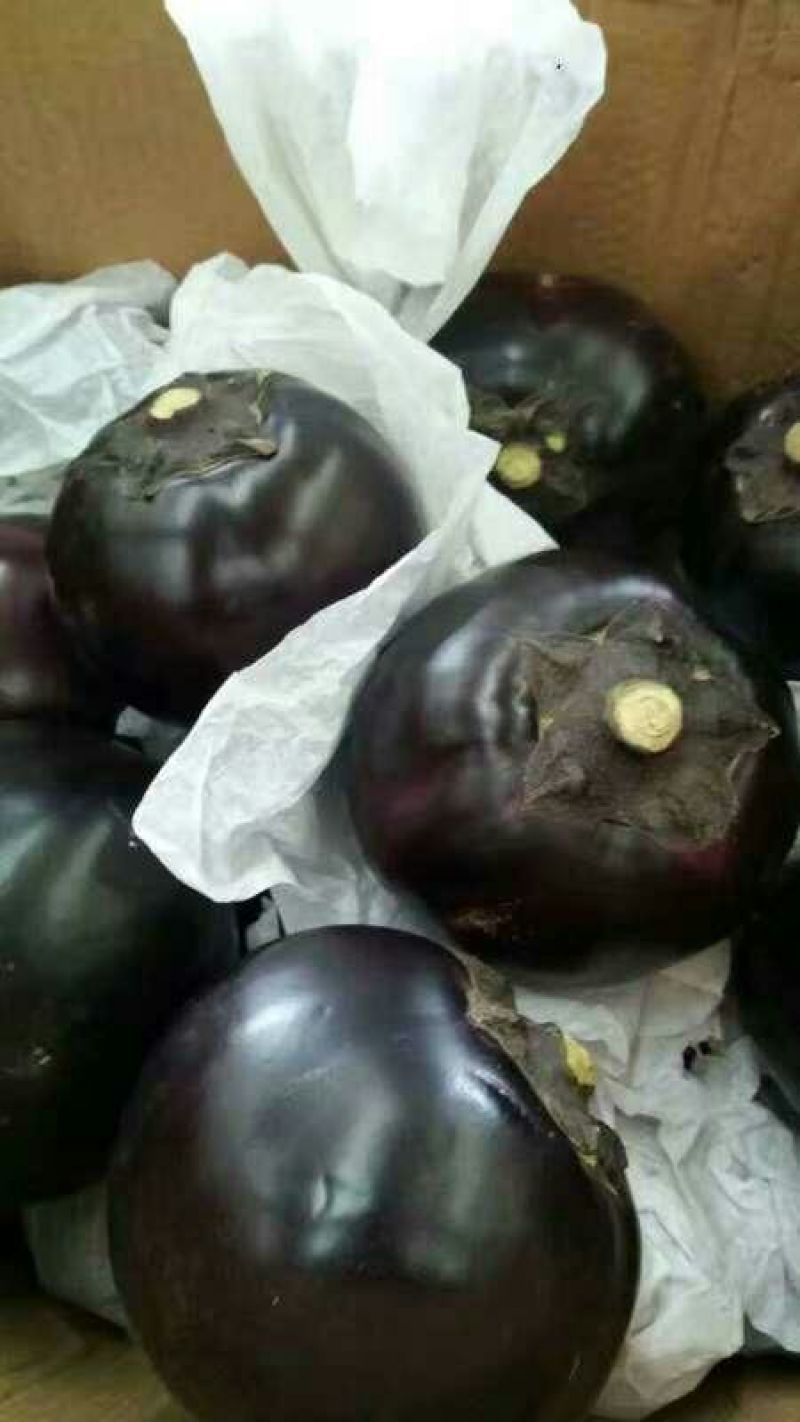 【荐】山东圆茄子黑圆茄好颜色黑亮热卖中量大从优质量保障