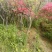 映山红5cm以下