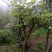 映山红5cm以下