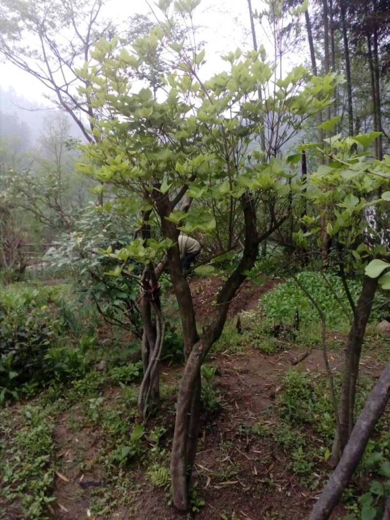 映山红5cm以下