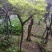 映山红5cm以下