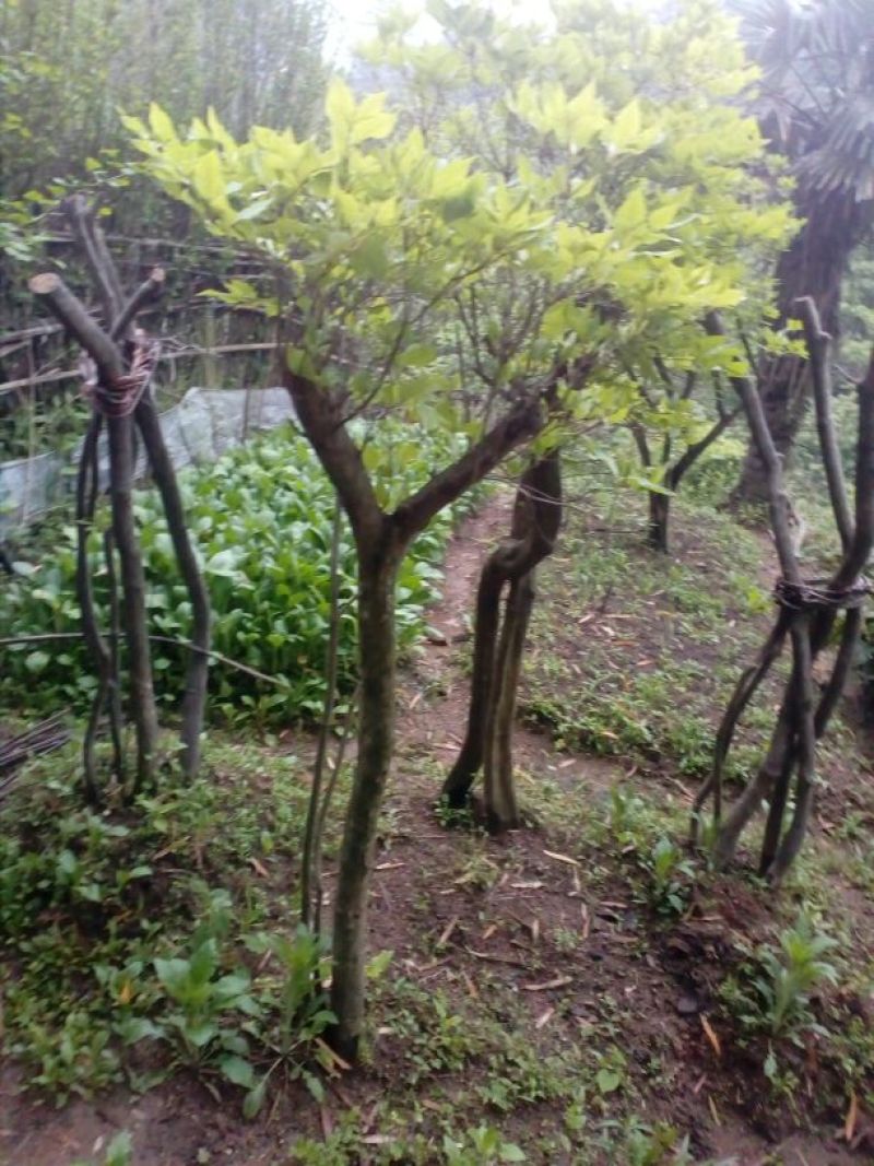 映山红5cm以下
