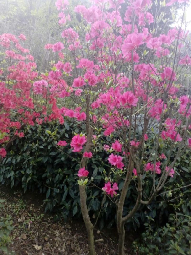 映山红5cm以下