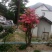 映山红5cm以下