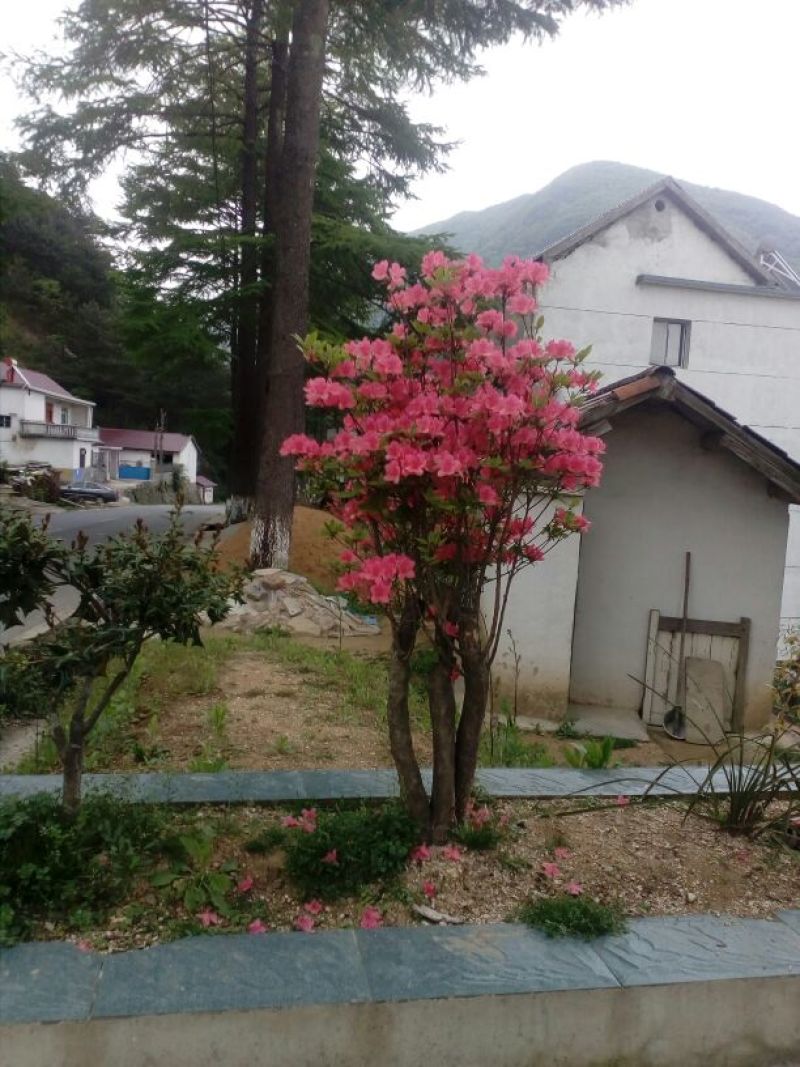 映山红5cm以下