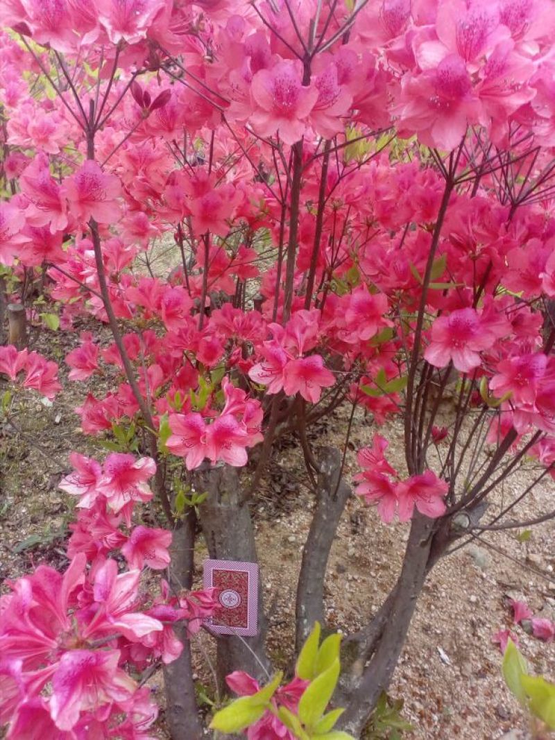 映山红5~10cm