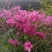 映山红5~10cm