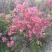 映山红5~10cm