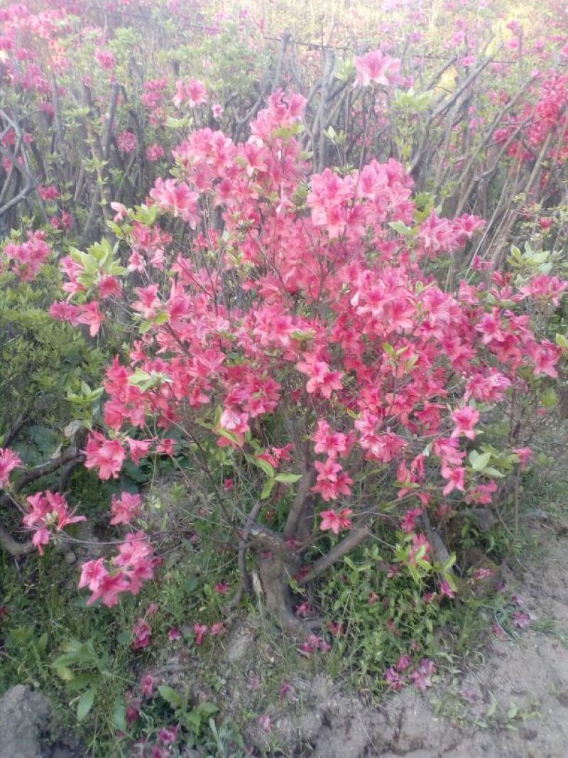 映山红5~10cm
