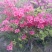 映山红5~10cm