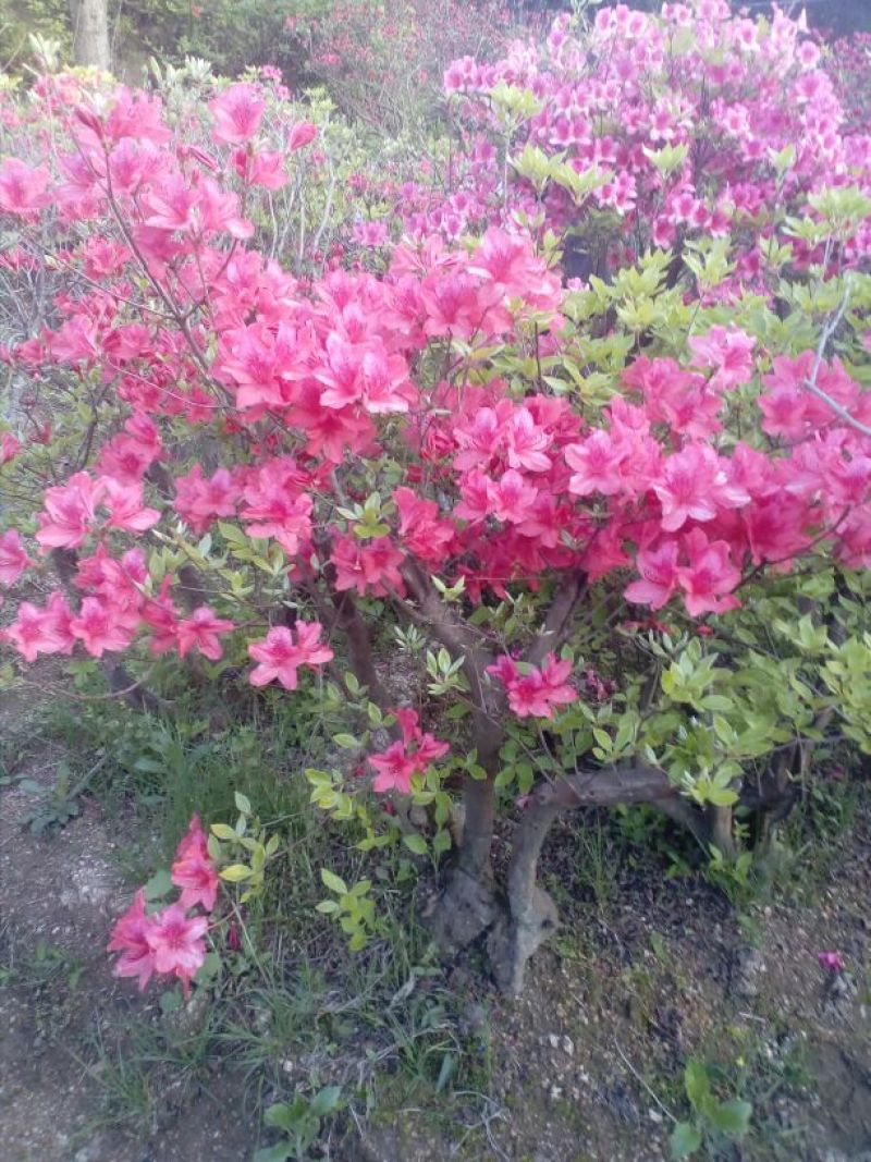 映山红5~10cm