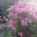 映山红5~10cm