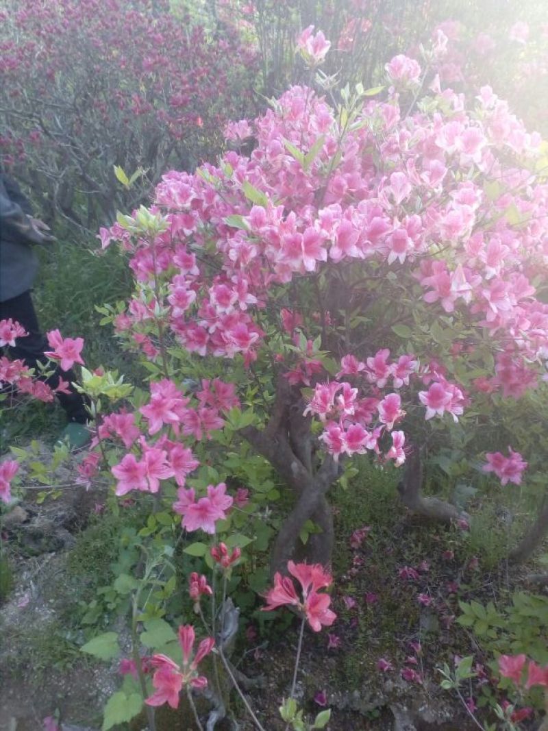 映山红5~10cm