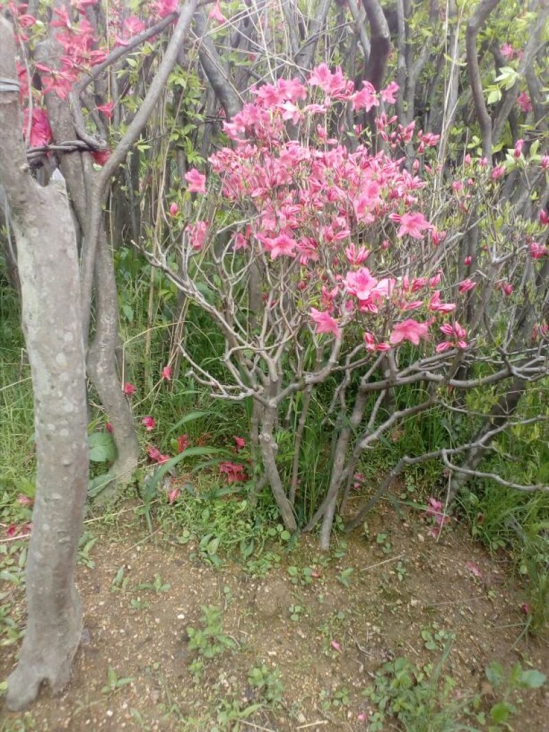 映山红5cm以下