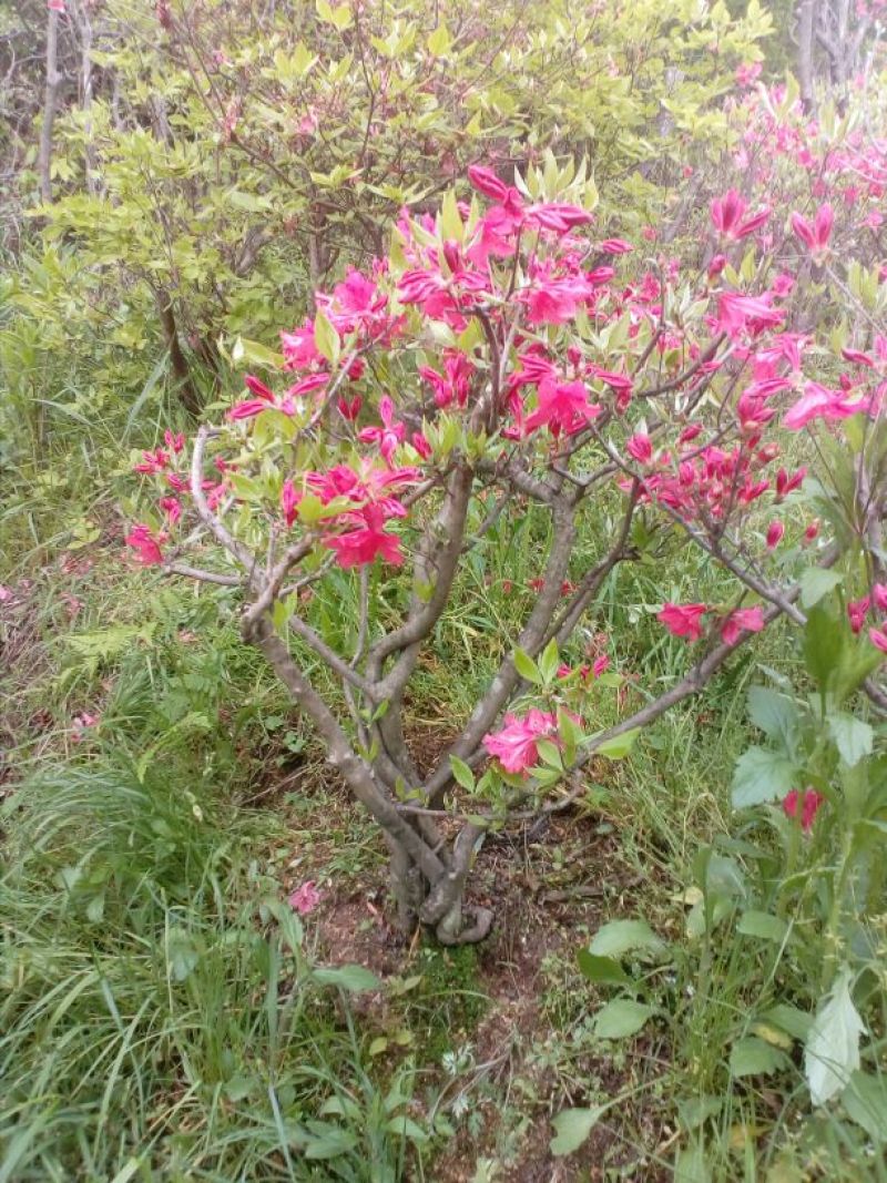 映山红5cm以下