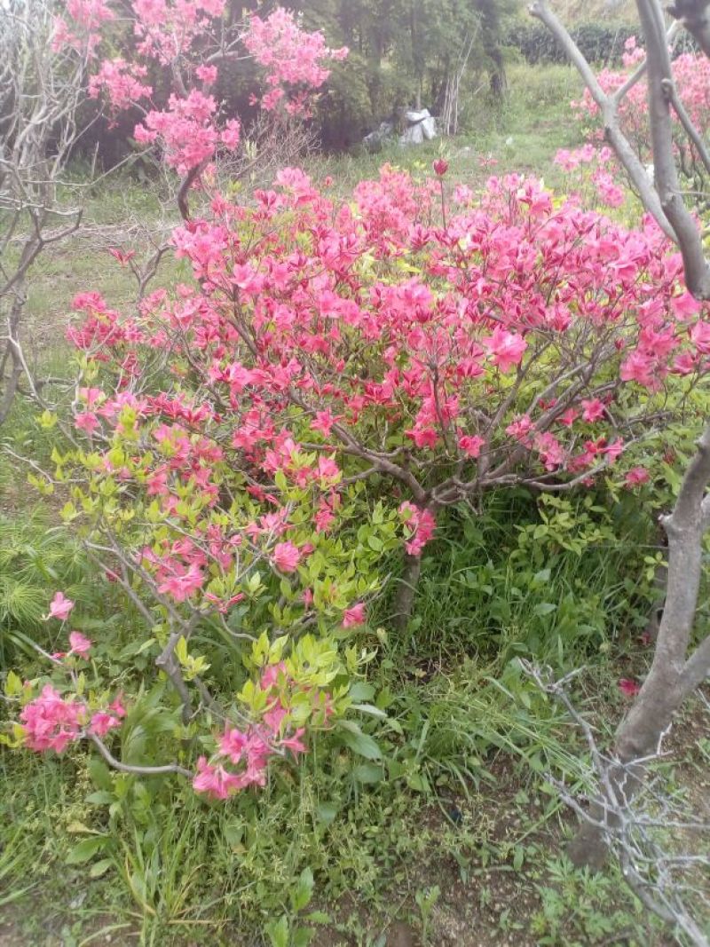 映山红5cm以下