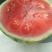 8424西瓜5斤打底8成熟2茬