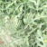 8424西瓜5斤打底8成熟2茬
