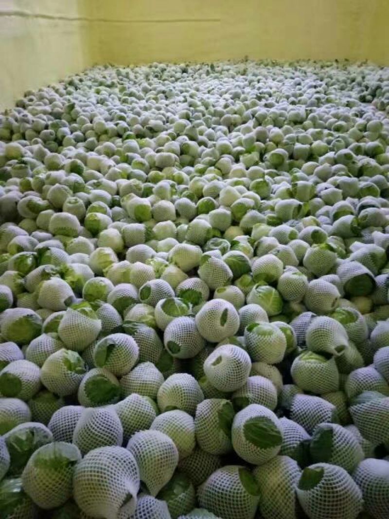 甘蓝大量供应，一手货源，货源充足，绿翠源果蔬专业合作社