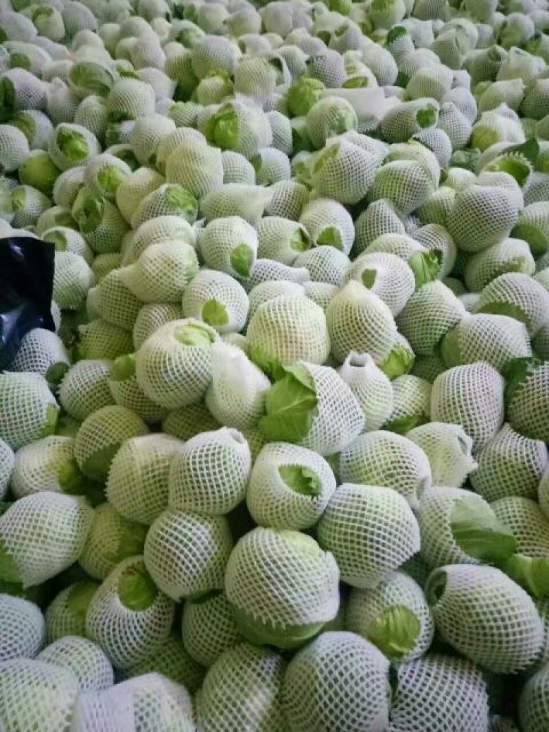 甘蓝大量供应，一手货源，货源充足，绿翠源果蔬专业合作社