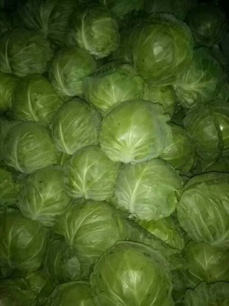 甘蓝大量供应，一手货源，货源充足，绿翠源果蔬专业合作社