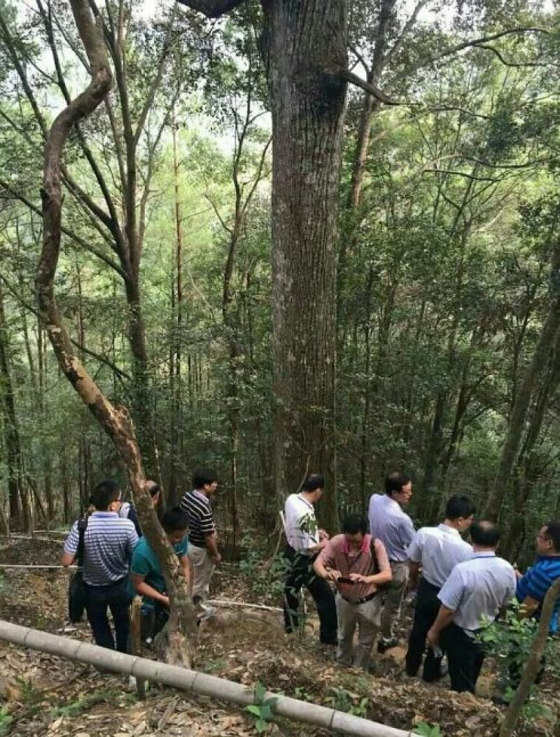 金线莲干货