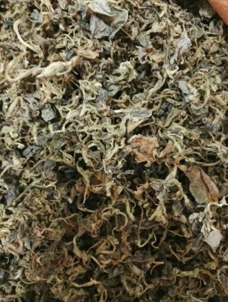 金线莲干货