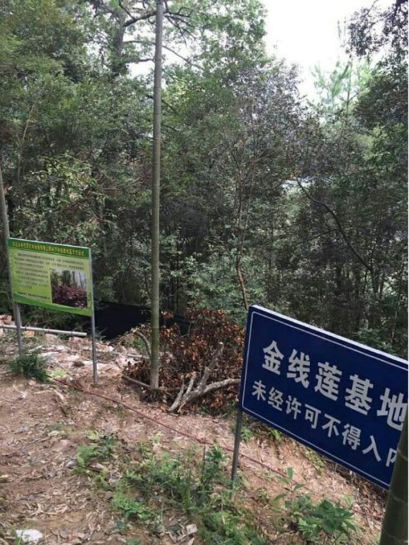 金线莲干货