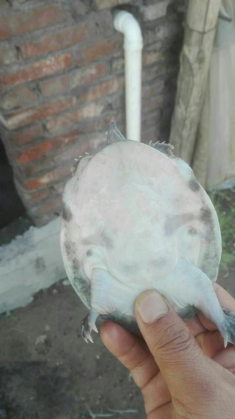 甲鱼苗鱼苗