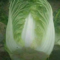 黄心菜白菜毛菜4~6斤《产地直供、量大从优》
