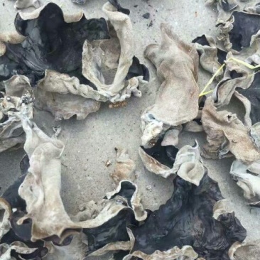 干木耳一级