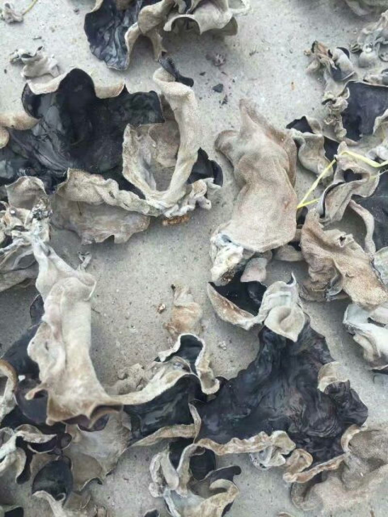 干木耳一级
