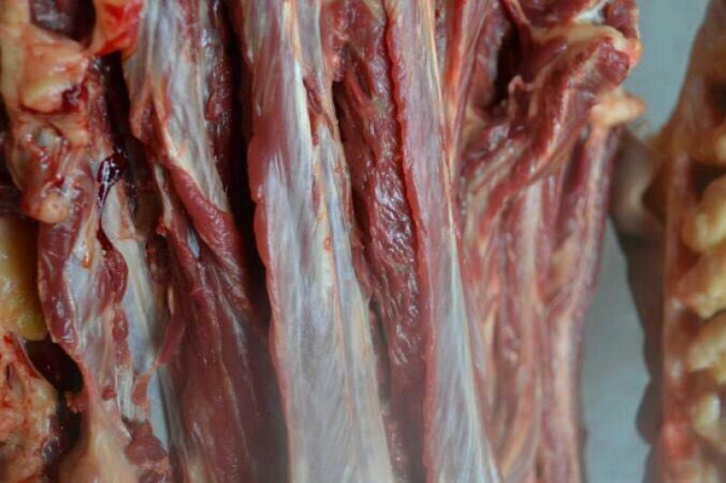 驴肉鲜货